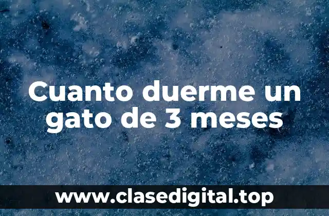 La importancia del sueño en la vida de un gato