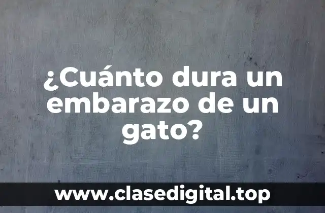 ¿Cuánto dura un embarazo de un gato?
