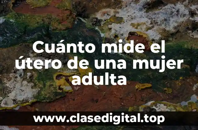 Cuánto mide el útero de una mujer adulta