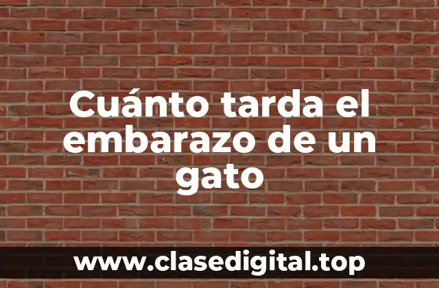 Cuánto tarda el embarazo de un gato