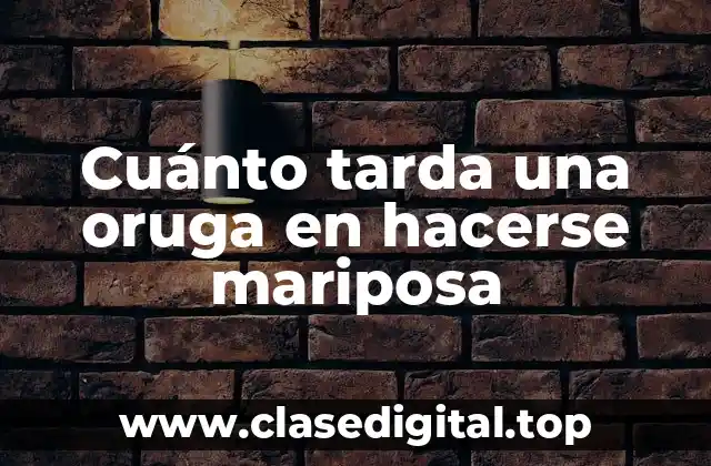 Cuánto tarda una oruga en hacerse mariposa