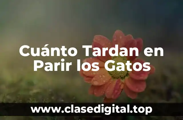 Cuánto Tardan en Parir los Gatos