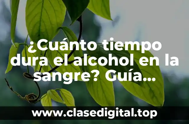 ¿Cuánto tiempo dura el alcohol en la sangre? Guía completa y actualizada