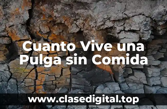 Cuanto Vive una Pulga sin Comida