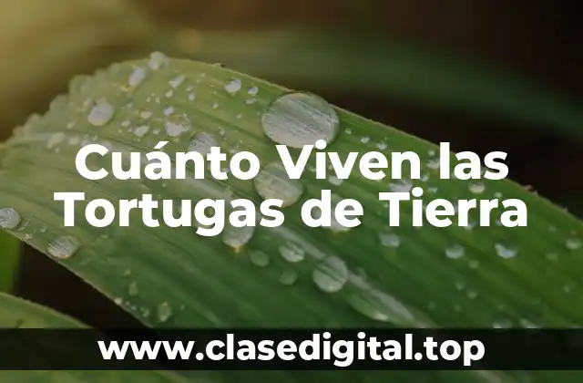 Cuánto Viven las Tortugas de Tierra