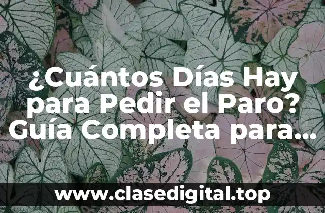 ¿Cuántos Días Hay para Pedir el Paro? Guía Completa para Solicitar el Desempleo