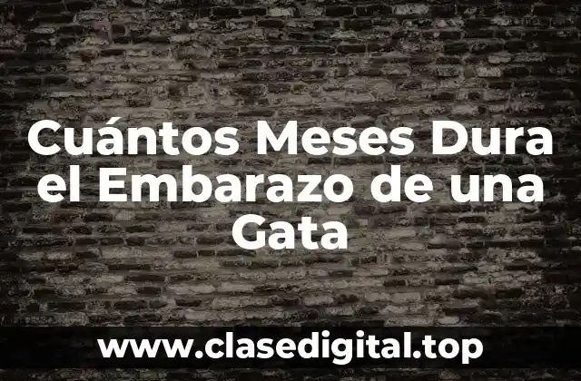 Cómo se Conoce el Embarazo de una Gata