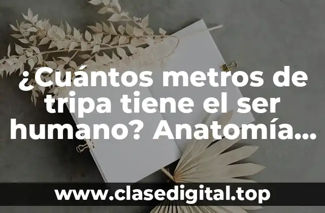 ¿Cuántos metros de tripa tiene el ser humano? Anatomía y función del intestino