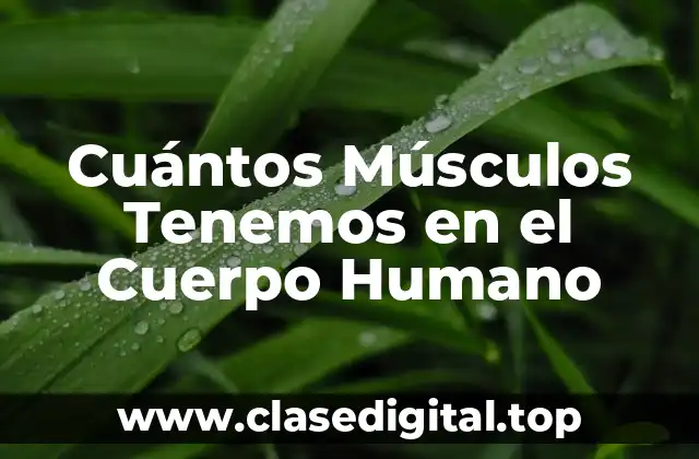 Cuántos Músculos Tenemos en el Cuerpo Humano