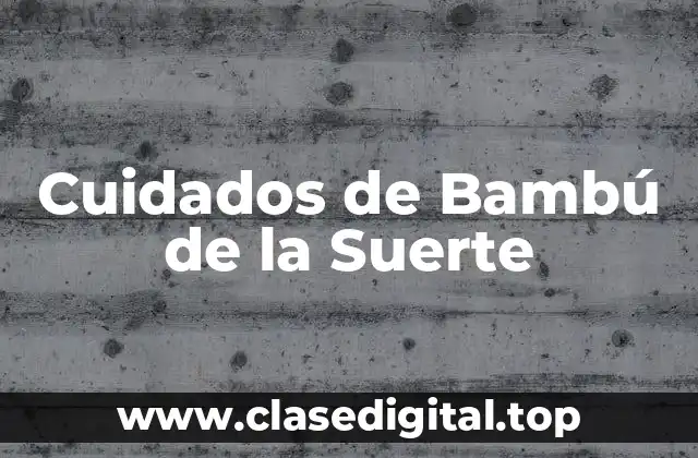 Entendiendo las Necesidades de Tu Bambú de la Suerte