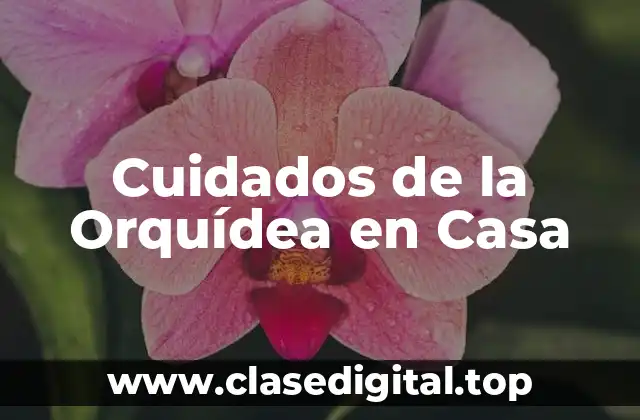 Cuidados de la Orquídea en Casa