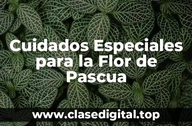 ¿Dónde Colocar la Flor de Pascua en mi Hogar?