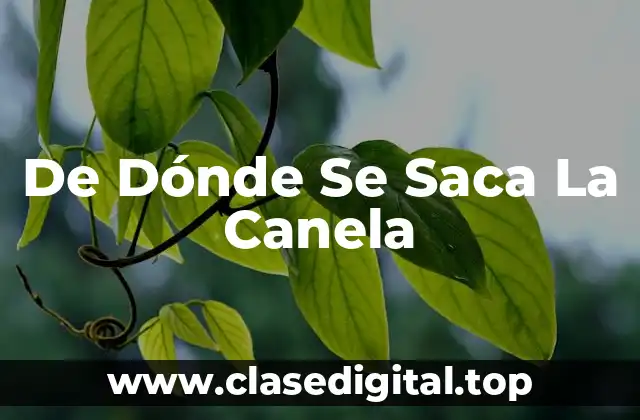 De Dónde Se Saca La Canela