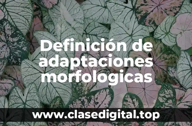 Definición de adaptaciones morfologicas