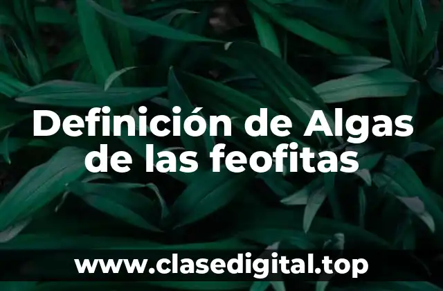 Definición de Algas de las feofitas