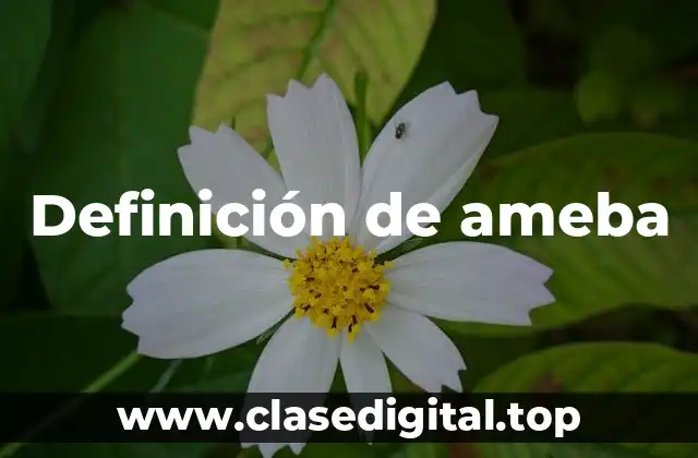 Definición de ameba