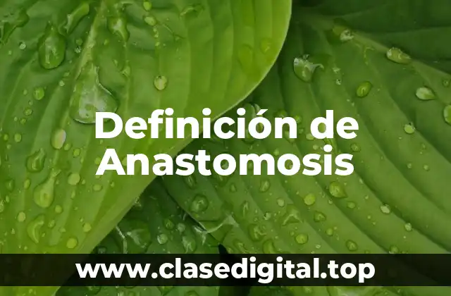 Definición de Anastomosis