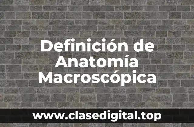 Definición de Anatomía Macroscópica