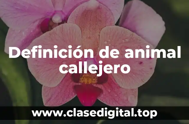 Definición de animal callejero