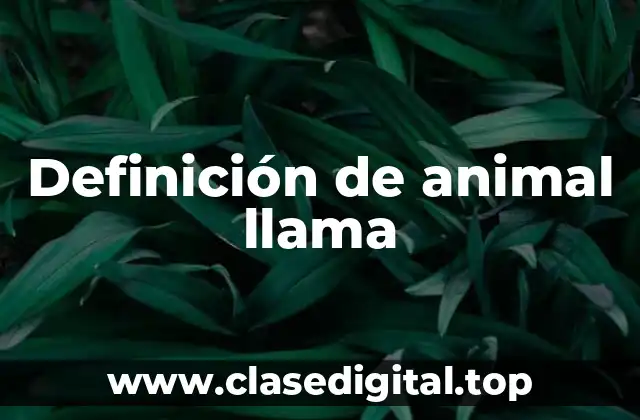 Definición de animal llama
