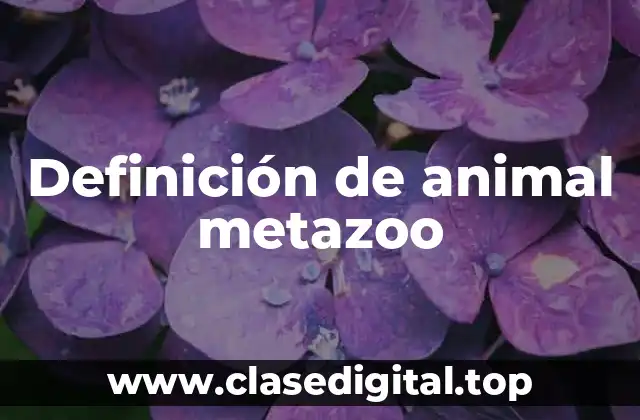Definición de animal metazoo