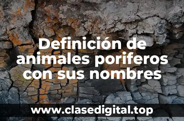 Definición de animales poriferos con sus nombres