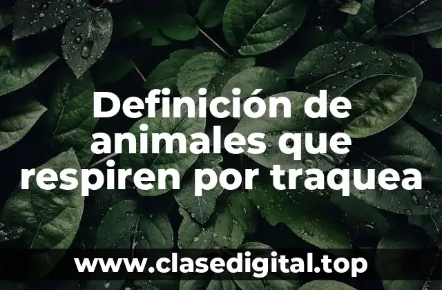 Definición de animales que respiren por traquea