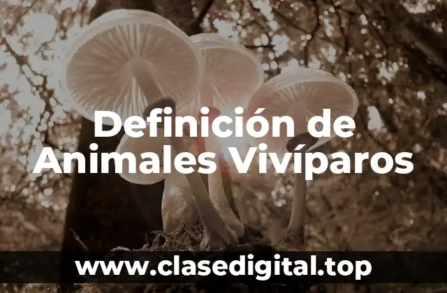 Definición de Animales Vivíparos