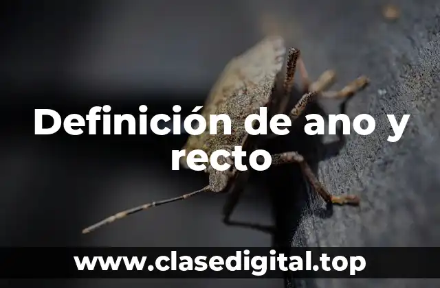 Definición de ano y recto
