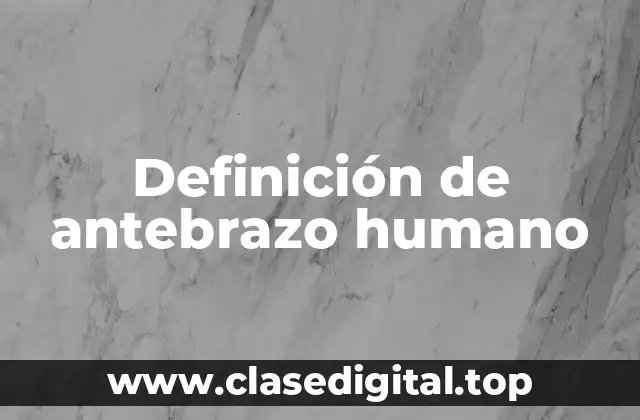Definición de antebrazo humano