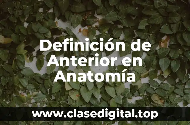 Definición de Anterior en Anatomía