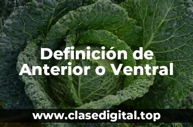 Definición de Anterior o Ventral
