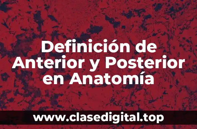 Definición técnica de Anterior y Posterior en Anatomía