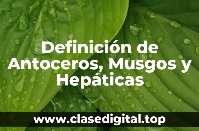 Definición de Antoceros, Musgos y Hepáticas