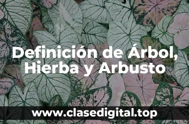 Definición de Árbol, Hierba y Arbusto