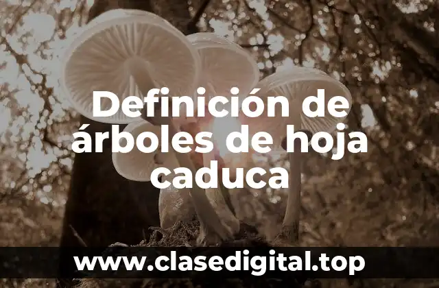 Definición de árboles de hoja caduca