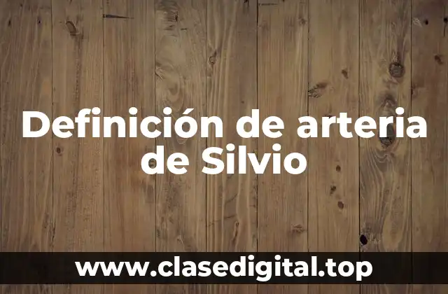 Definición de arteria de Silvio