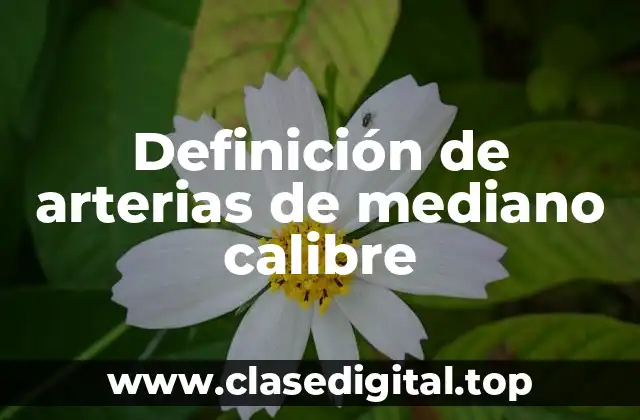 Definición de arterias de mediano calibre