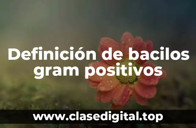 Definición de bacilos gram positivos