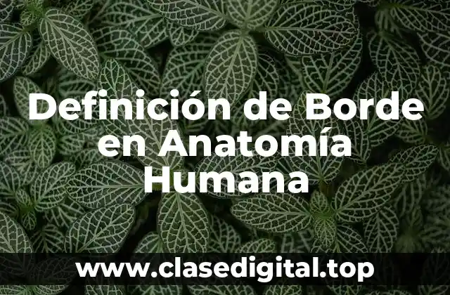 Definición de Borde en Anatomía Humana