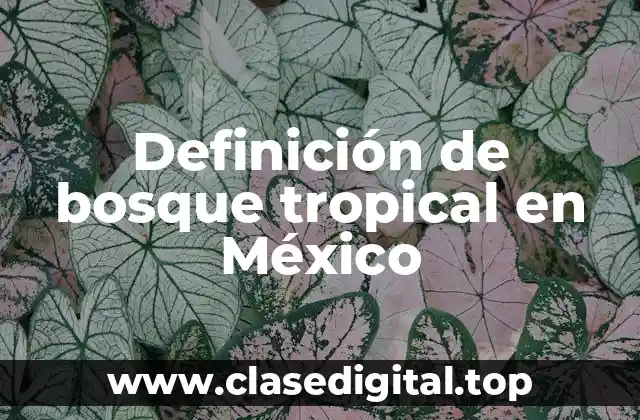 Definición de bosque tropical en México