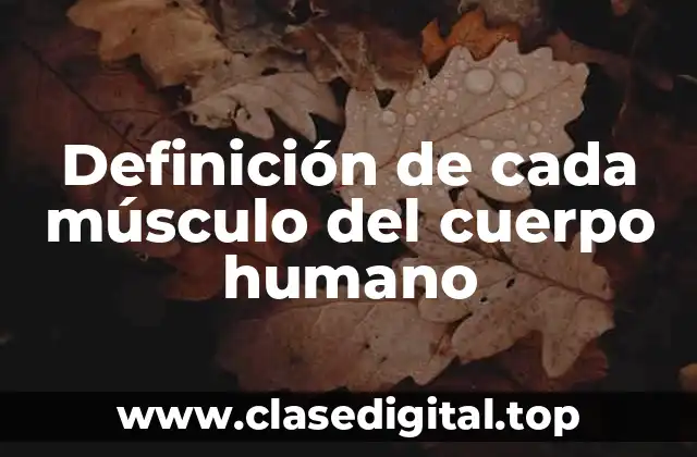 Definición de cada músculo del cuerpo humano