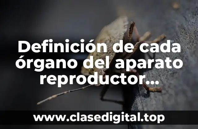 Definición de cada órgano del aparato reproductor masculino