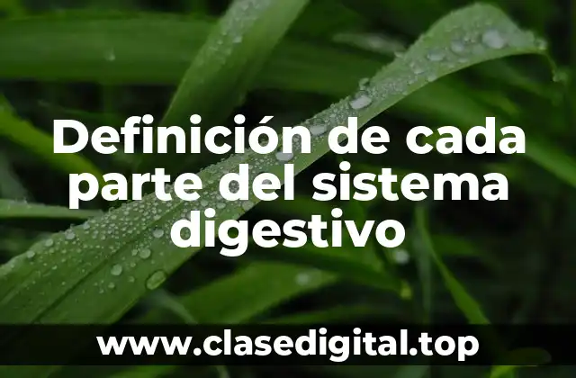 Definición de cada parte del sistema digestivo