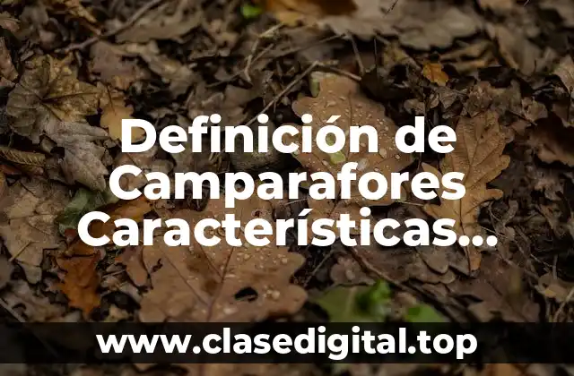 Definición de Camparafores Características Digital