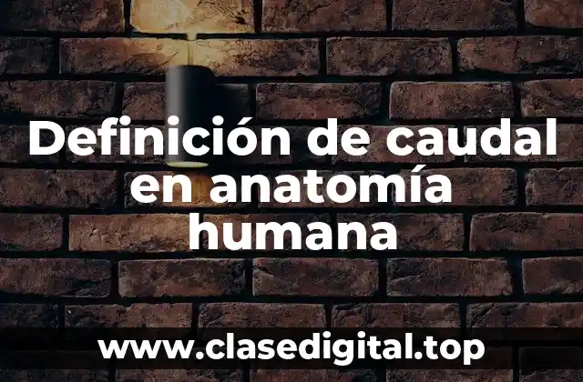 Definición de caudal en anatomía humana