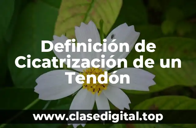 Definición de Cicatrización de un Tendón