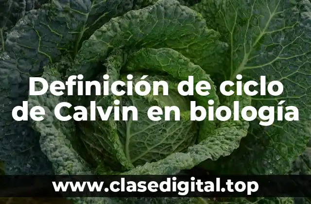Definición de ciclo de Calvin en biología