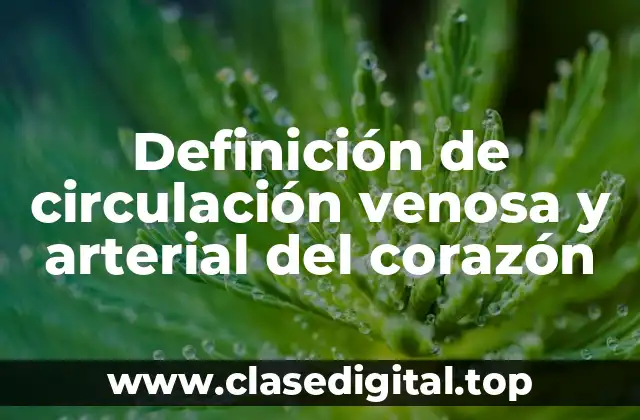 Definición de circulación venosa y arterial del corazón