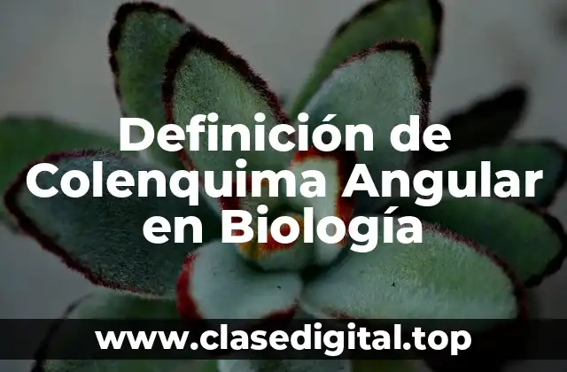 Definición de Colenquima Angular en Biología